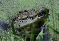 Malaysia: Man killed by crocodile while fishing in Sabah