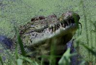 Malaysia: Man killed by crocodile while fishing in Sabah