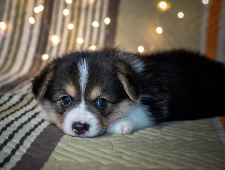 A puppy A puppy