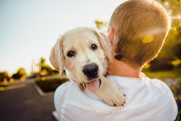 Puppy and boy