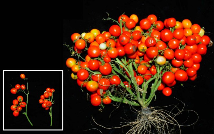 tomato that can be grown in space tomato that can be grown in space