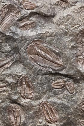 Beijing Fossil Found by 12-Year-Old Reveals First Middle Jurassic Amphibian Footprints in Asia