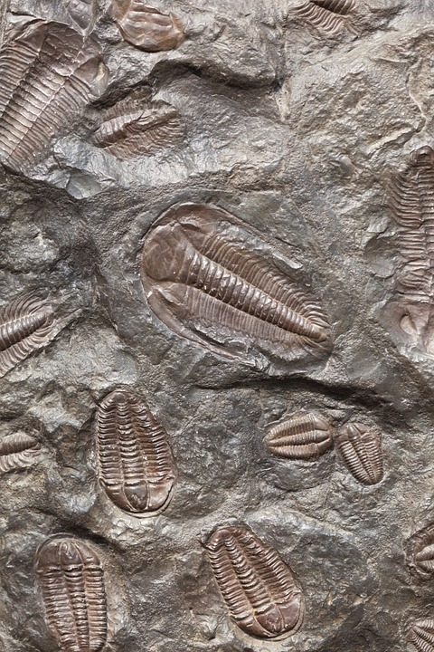 Fossil