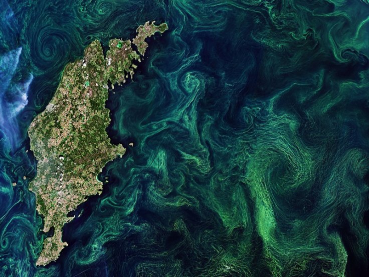 Algal Blooms