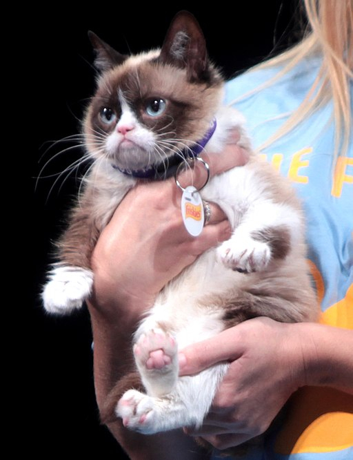 Tardar Sauce, (Grumpy Cat) 