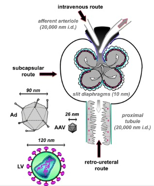 gene therapy