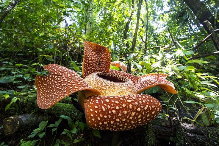Rafflesia Rafflesia