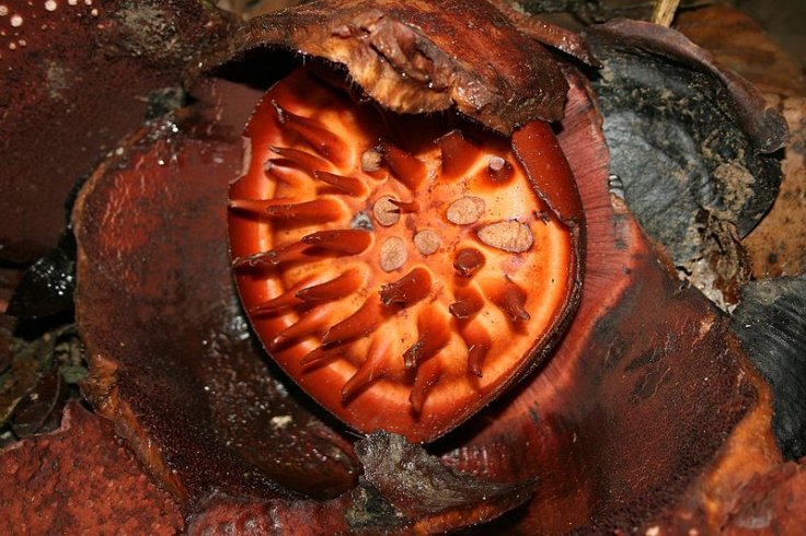 Rafflesia Rafflesia
