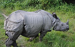 One- horned Rhino 