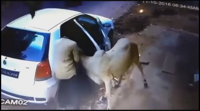 Cow Cow