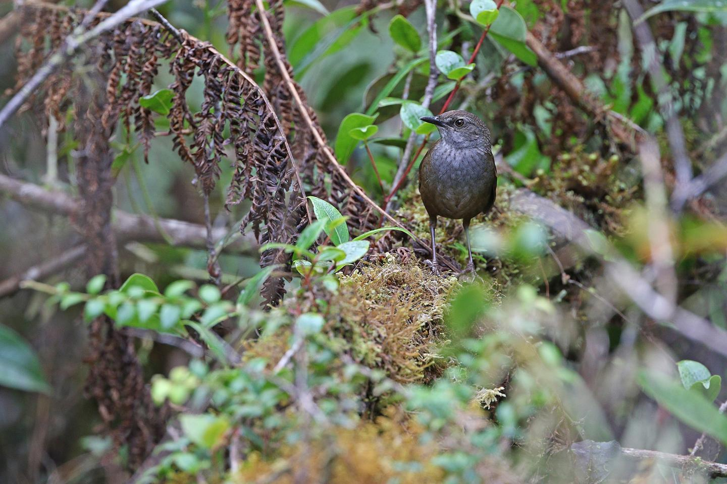 The Taliabu grasshopper-warbler is one of the new bird species discovered by the NUS-LIPI team led by Associate Professor Frank Rheindt, during their expedition in Indonesia's Wallacea region.