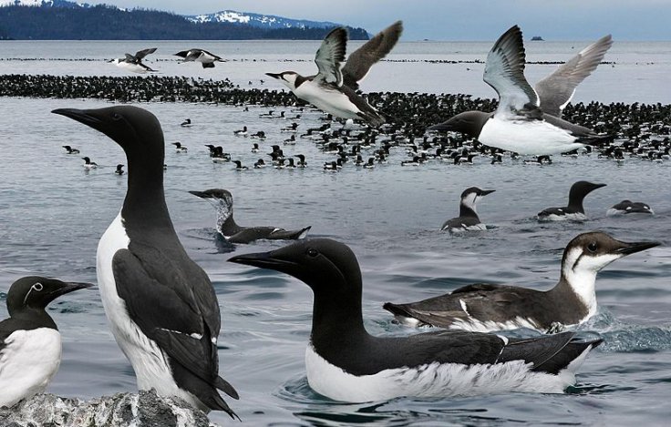 Common murre Common murre
