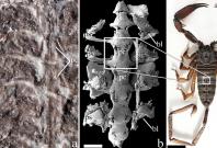 A zoomed-in section of the fossil (left), a view of its internal organs (center), and a reconstructed view of the newly described scorpion.