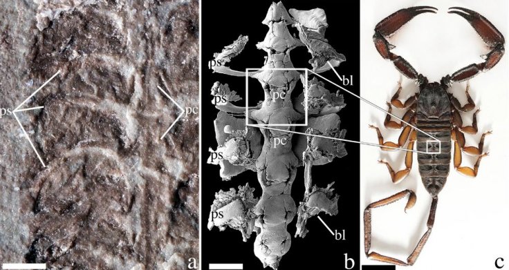 A zoomed-in section of the fossil (left), a view of its internal organs (center), and a reconstructed view of the newly described scorpion.