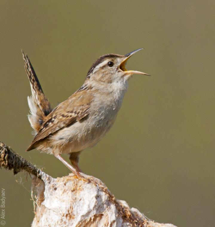 bird bird