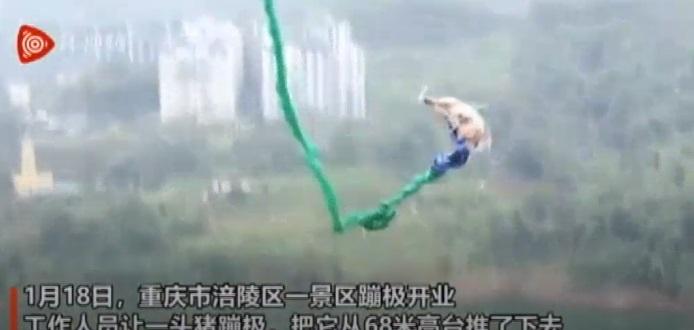 China's pig stunt China's pig stunt
