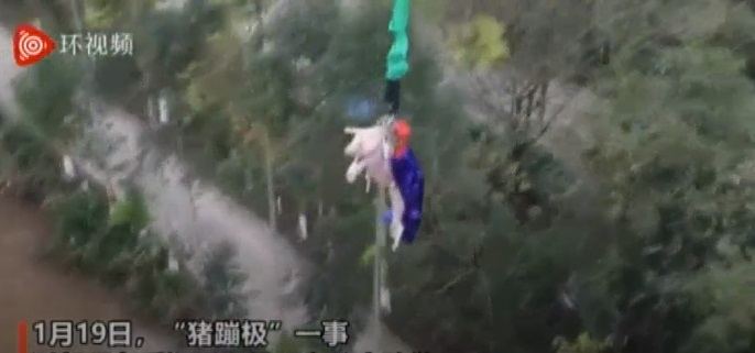 China's pig stunt China's pig stunt