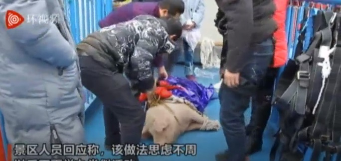 China's pig stunt China's pig stunt