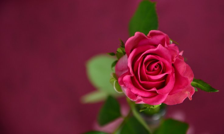 Rose Rose