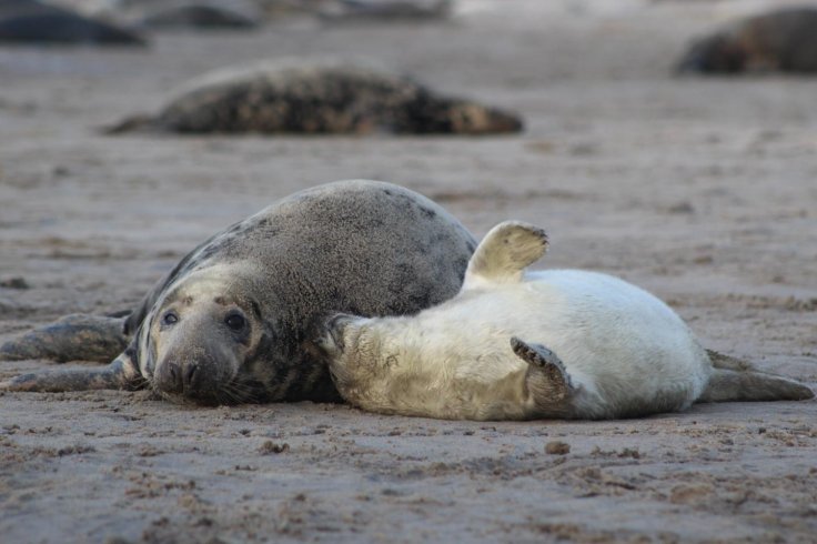 grey seals