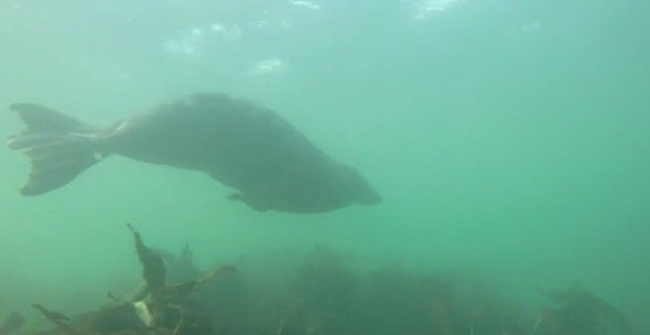 grey seals