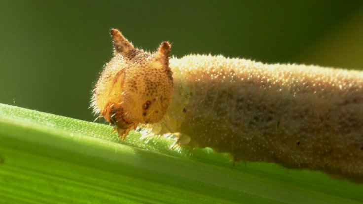 caterpillar 