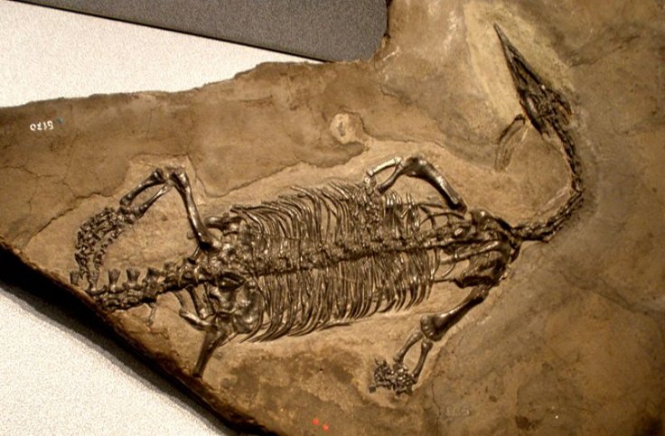 Thalattosaurs