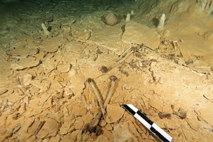 skeleton skeleton