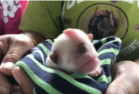 Kevin, the one eyed puppy Kevin, the one eyed puppy