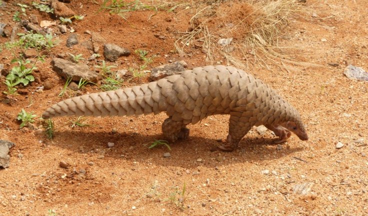 Pangolin