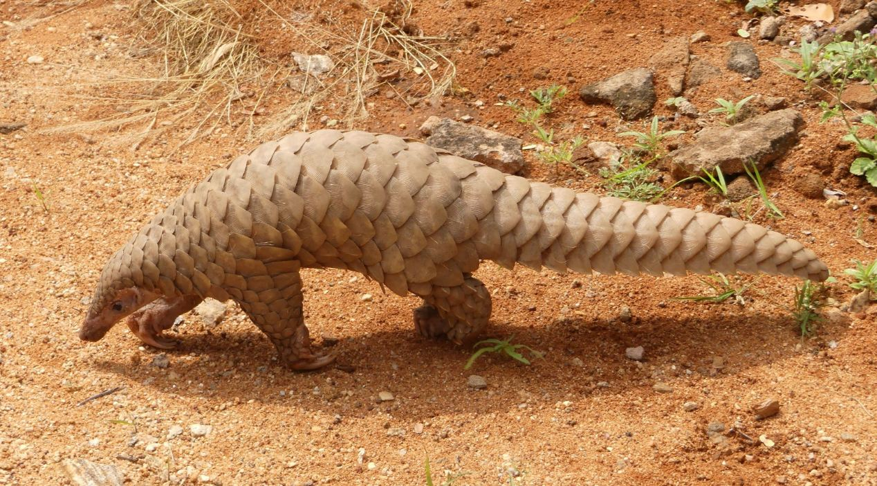 Pangolin trade continues in Nigeria despite the mammal being linked to