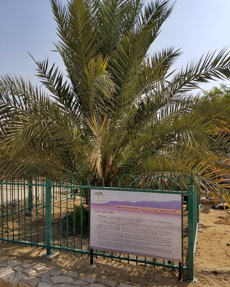 scientists-set-to-resurrect-2000-yr-old-extinct-ancient-date-palm