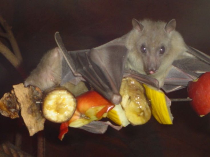 Egyptian fruit bat