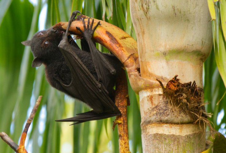 Australian black flying fox