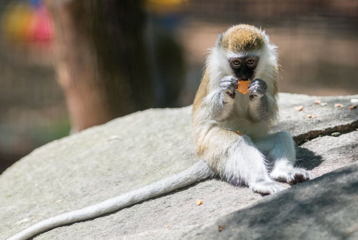 African Green Monkey