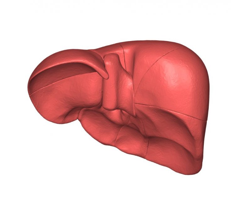 Liver