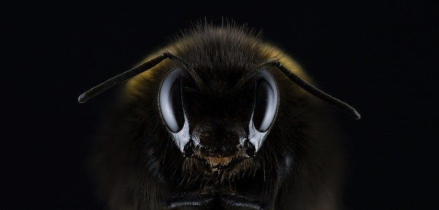 Bee 