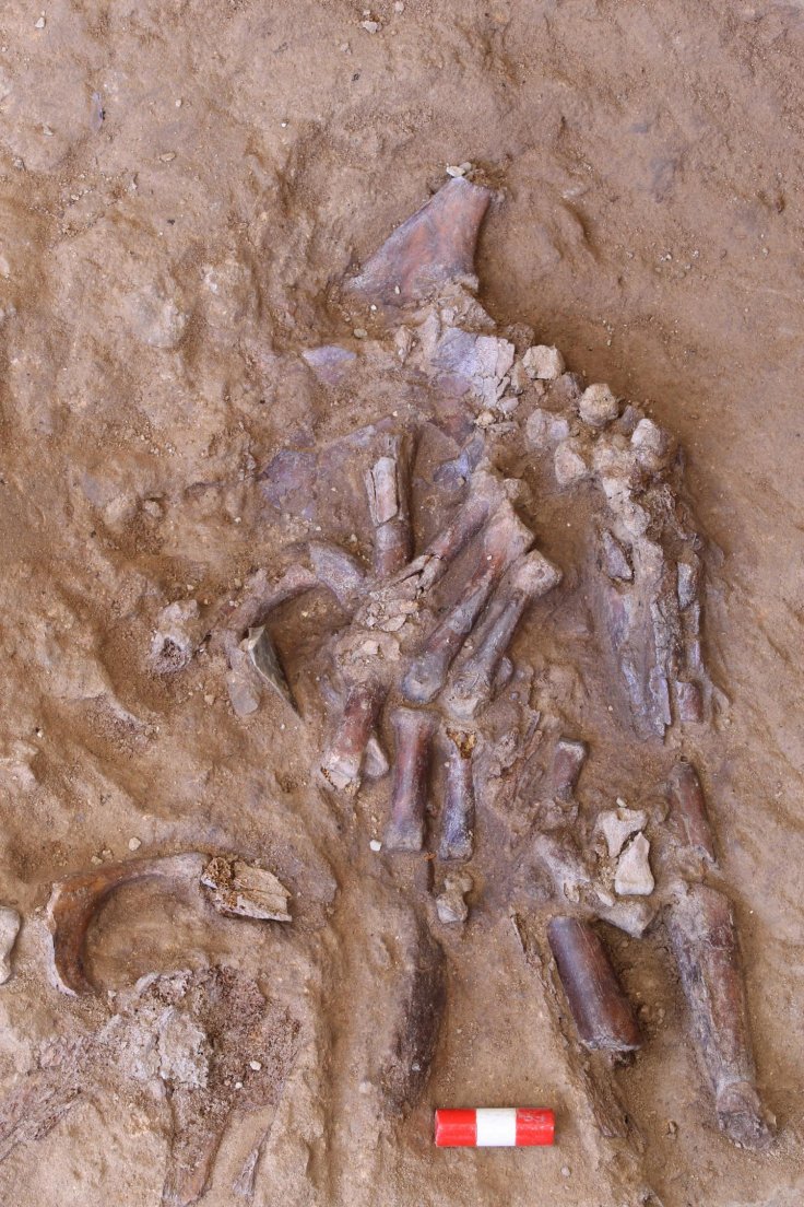 The bones of the Neanderthal's left hand emerging from the sediment in Shanidar Cave.