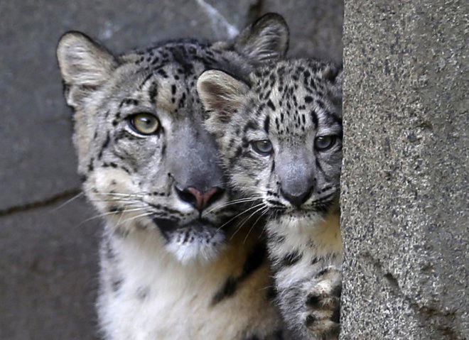 Snow leopard