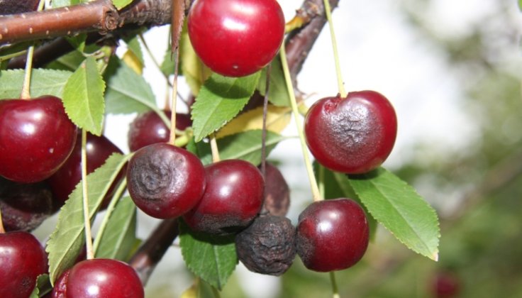 Tart cherry