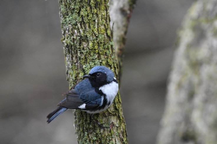 Blue Warblers