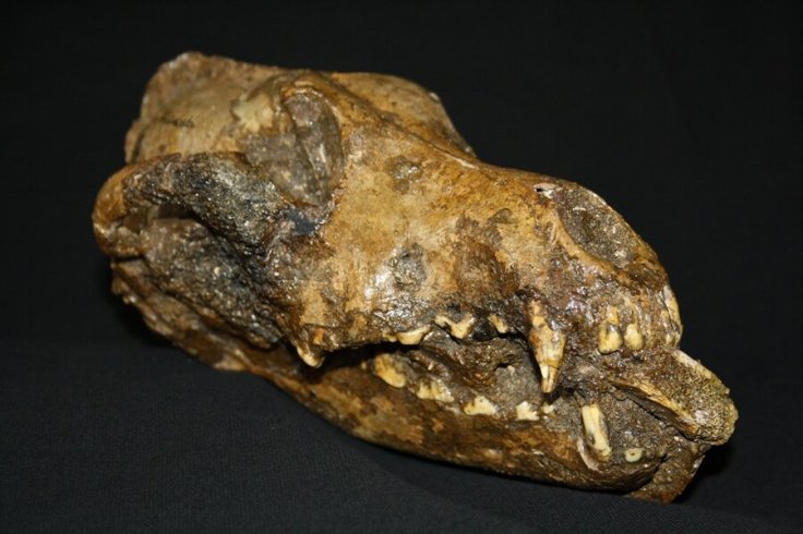 Peter Ungar with the jaw of a dog-like canid at the Moravian Museum in the Czech Republic