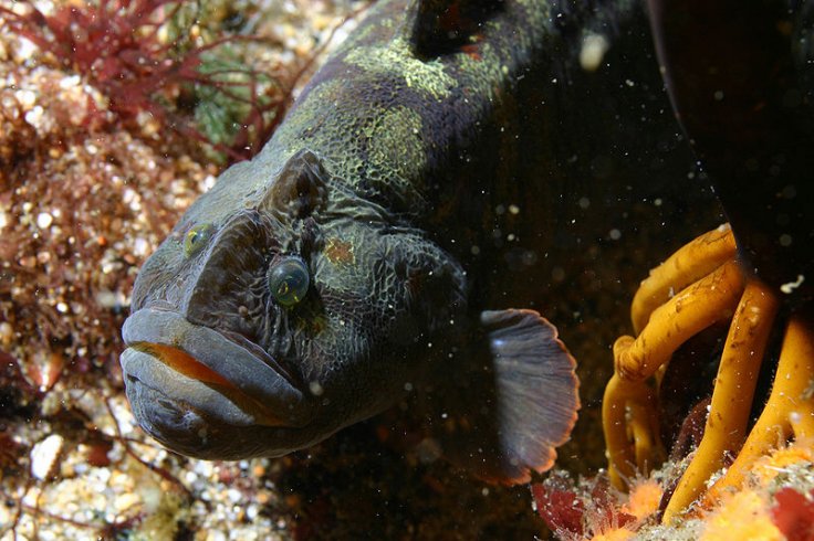 The monkeyface prickleback fish 