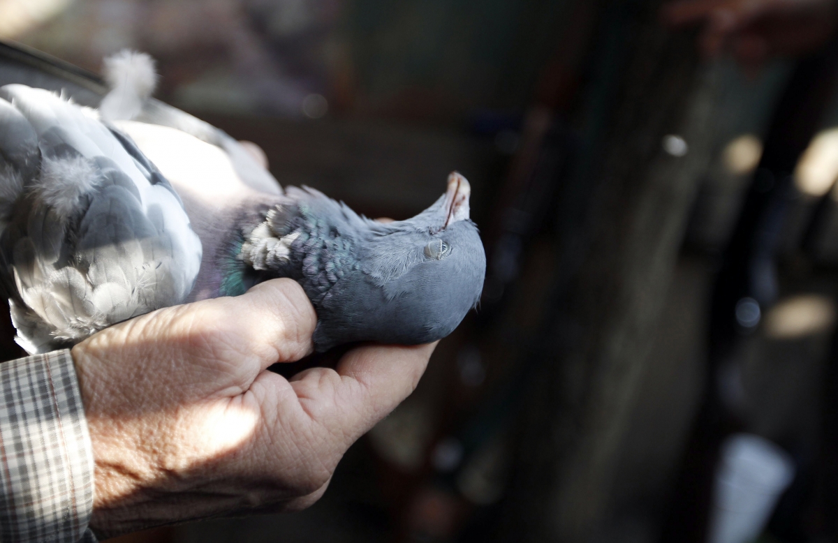 Hong Kong Confirms Second Bird Flu Death In A Fortnight