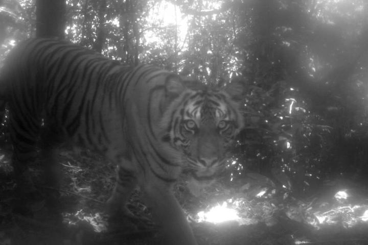 Sumatran tiger