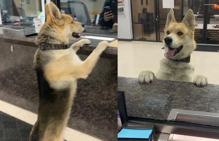 Chico Chico