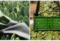 Leather products made from cactus