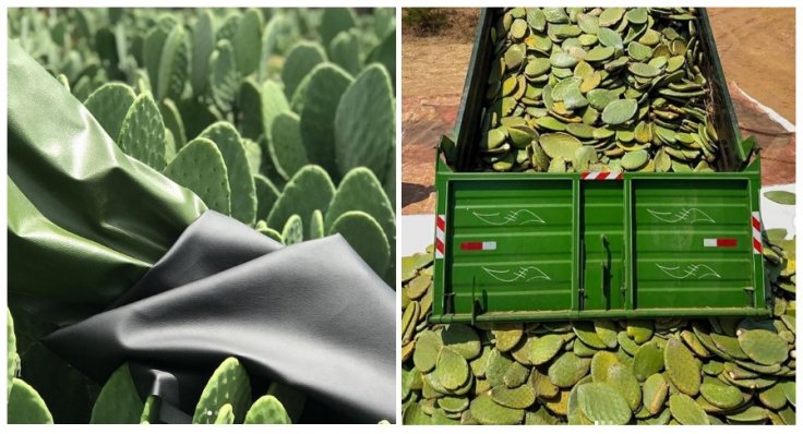 Leather products made from cactus