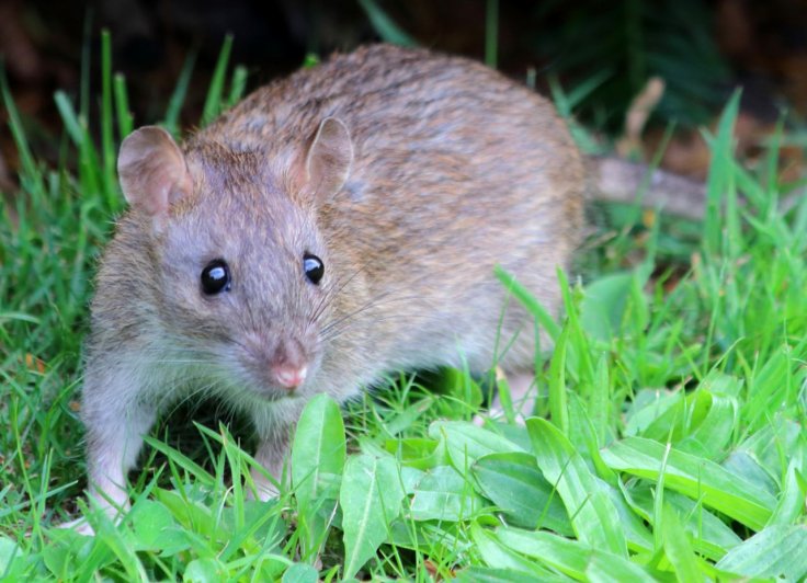 Rat Rat
