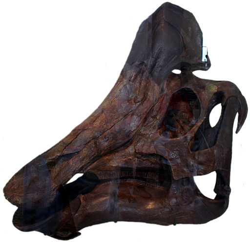 Hypacrosaurus